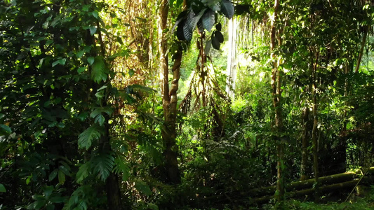 丛林中的绿色植物大自然中阳光明媚的日子里在树林里生长视频