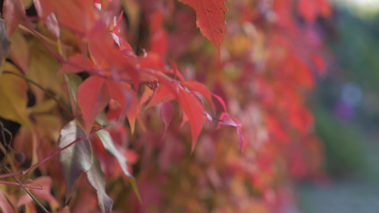 红秋树叶视频