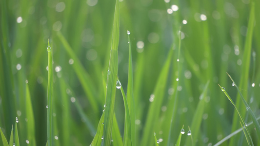 绿稻田有选择性的焦点滴水视频