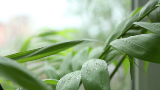 草地上露露视频