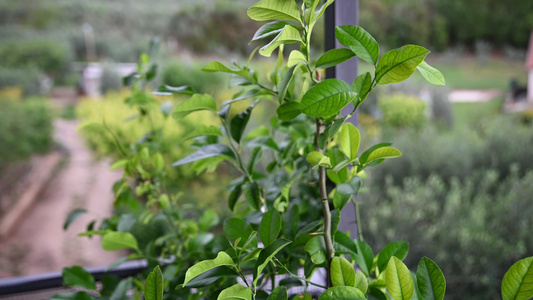 绿色柠檬植物等待开花视频