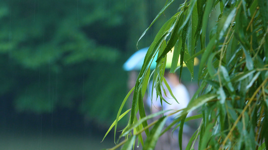 夏天公园景区下雨雨景实拍视频视频