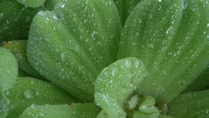 植物叶子上的水滴8秒视频