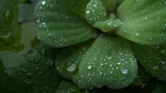 植物叶子上的水滴从上面特写绿色植物的叶子与干净的淡水视频