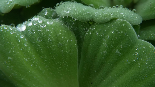 植物叶子上的水滴从上面特写绿色植物的叶子与干净的淡水视频