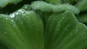 植物叶子上的水滴18秒视频