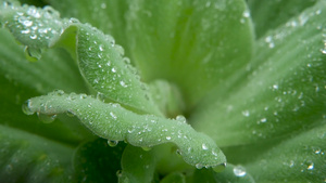 植物叶子上的水滴特写17秒视频