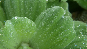 植物叶子上的水滴从上面特写绿色植物的叶子与干净的淡水14秒视频