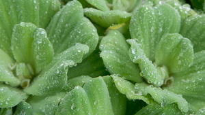 植物叶子上的水滴特写10秒视频