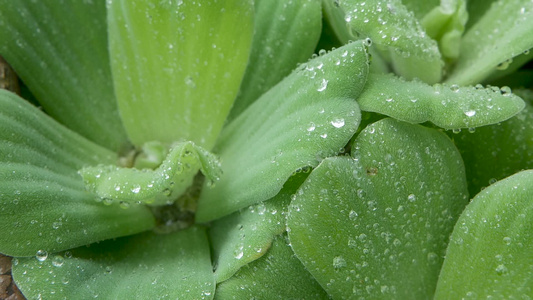 植物叶子上的水滴从上面特写绿色植物的叶子与干净的淡水视频
