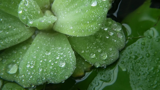 植物叶子上的水滴从上面特写绿色植物的叶子与干净的淡水视频