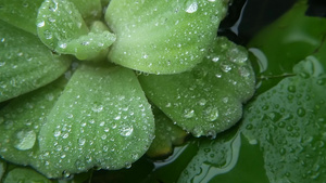 植物叶子上的水滴从上面特写绿色植物的叶子与干净的淡水14秒视频