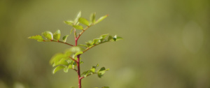 模糊背景上的小型小植物7秒视频