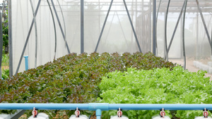在现代生态水培农场花园床上生长的植物13秒视频