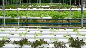 在现代生态水培农场花园床上生长的一排排新鲜多汁的植物15秒视频