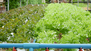 在现代生态水培农场花园床上生长的植物16秒视频