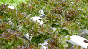 在现代生态水培农场花园床上生长的一排排新鲜多汁的植物14秒视频