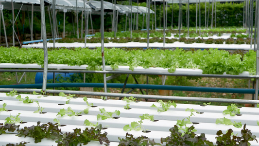 在现代生态水培农场花园床上生长的一排排新鲜多汁的植物视频