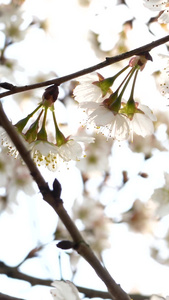 春季浪漫樱花盛开实拍素材春意盎然视频