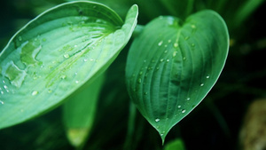 绿湿叶上一滴透明的露水15秒视频