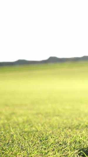 草坪上打高尔夫进洞特写高尔夫球场14秒视频