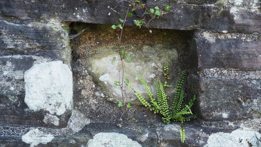 生长在摇动的岩石上的植物视频