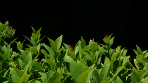 生长在种植园的绿色植物有绿色叶子的植物生长在黑色背景10秒视频