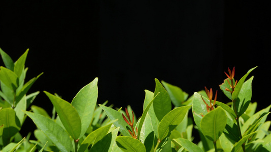 生长在种植园的绿色植物有绿色叶子的植物生长在黑色背景视频