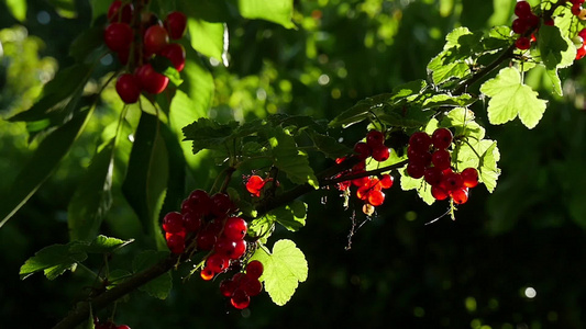 花园红色的花视频