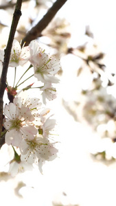 春季浪漫樱花盛开实拍素材绿色生机视频