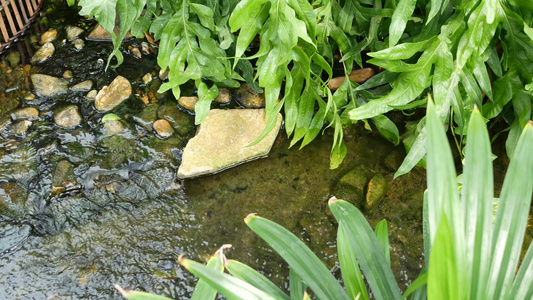 各种绿色热带植物在小溪附近生长白天阳光明媚的花园里视频