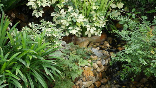 各种绿色热带植物在小溪附近生长白天阳光明媚的花园里视频
