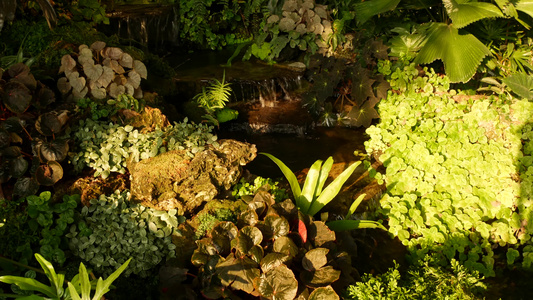 各种绿色热带植物在小型的级联附近生长在阳光明媚的白天视频