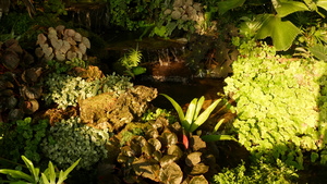 各种绿色热带植物小型的级联附近生长阳光明媚的白天12秒视频