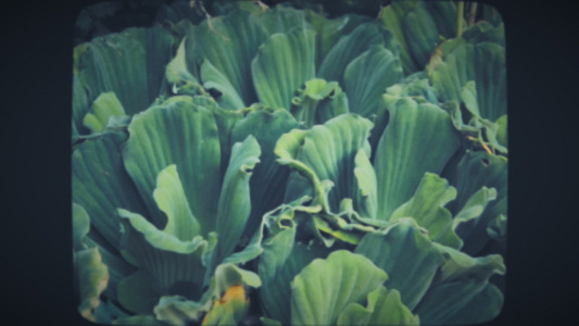 有大叶子的绿色植物视频