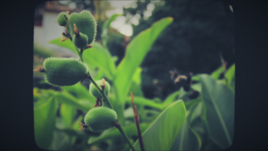 绿色植物有花朵视频