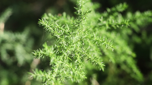 野生圆形视频