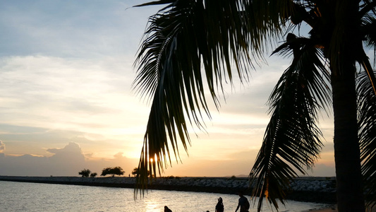 夜晚日落时阳光照耀在海滩的椰子棕榈叶上视频