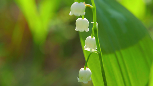 山谷的百花盛开视频