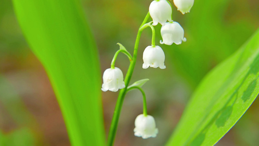 山谷的百花盛开视频