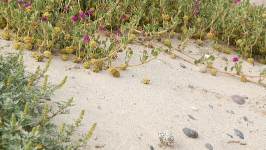 美国加利福尼亚海岸太平洋沙滩上的爬山虎植物海边的沙子视频
