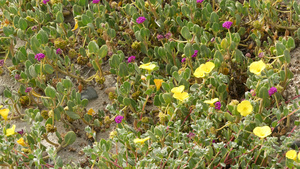 花园的绿色植物和彩色花朵16秒视频