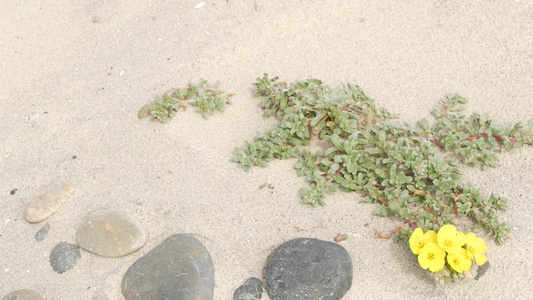 美国加利福尼亚海岸太平洋沙滩上的爬山虎植物海边的沙子视频