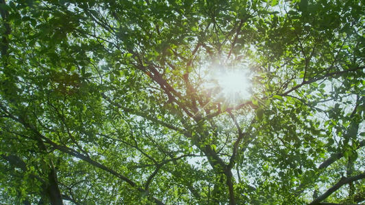 生态森林阳光透过森林撒光光影树叶丛林视频