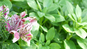 装饰植物花卉多汁植物颜色的花朵和果园色彩在加里弗罗尼亚11秒视频