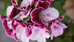 装饰植物花卉多汁植物颜色的花朵和果园色彩在加里弗罗尼亚14秒视频