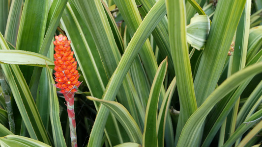 装饰植物花卉多汁植物颜色的花朵和果园色彩在加里弗罗尼亚视频