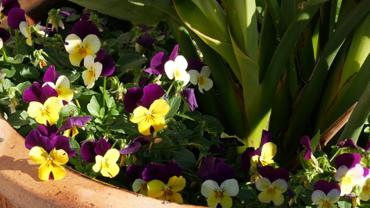 装饰植物花卉多汁植物颜色的花朵和果园色彩在加里弗罗尼亚视频