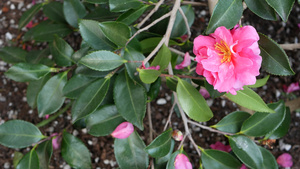 装饰植物花卉多汁植物颜色的花朵和果园色彩在加里弗罗尼亚9秒视频