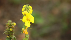 黄花12秒视频